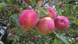 Provincetown Apples