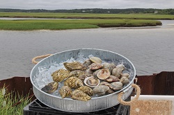 Oysters July 2019