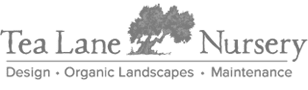 Tea Lane Nursery Logo