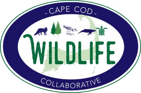 Cape Cod Wildlife Collaborative scaled e1630337905717